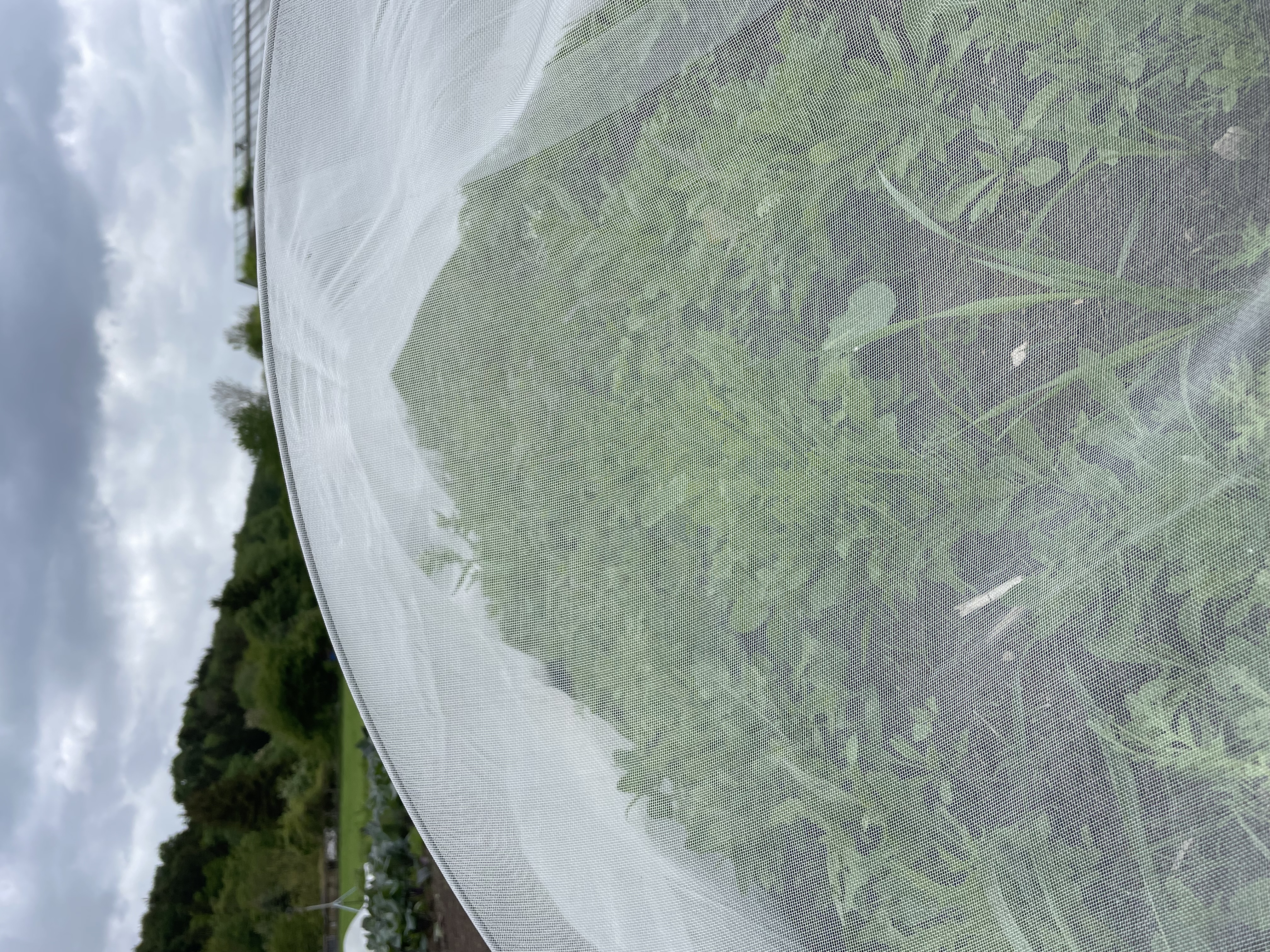 Insektenschutznetz über Salat