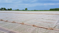 GLAESER Insektenschutznetz 2,50 x 100 m | Feinmaschiges Insektenschutznetz 0,8 x 0,8 mm | Schädlingsschutznetz | Transparentes Kirschessigfliegennetz | Gemüsenetz & Gartennetz