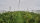 GLAESER Insektenschutznetz 2,50 x 100 m | Feinmaschiges Insektenschutznetz 0,8 x 0,8 mm | Sch&auml;dlingsschutznetz | Transparentes Kirschessigfliegennetz | Gem&uuml;senetz &amp; Gartennetz