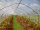 GLAESER Insektenschutznetz 3,00 x 100 m | Feinmaschiges Insektenschutznetz 0,8 x 0,8 mm | Schädlingsschutznetz | Transparentes Kirschessigfliegennetz | Gemüsenetz & Gartennetz