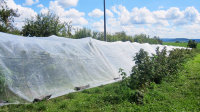 GLAESER Insektenschutznetz 4,00 x 100 m | Feinmaschiges Insektenschutznetz 0,8 x 0,8 mm | Schädlingsschutznetz | Transparentes Kirschessigfliegennetz | Gemüsenetz & Gartennetz