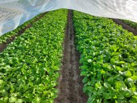 GLAESERgrow Kulturschutznetz 8,50 x 100 m | Feinmaschiges Insektenschutznetz 1,3 x 1,3 mm | Schädlingsschutznetz | Transparentes Gemüseschutznetz | Gemüsenetzt & Gartennetz