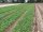 GLAESERgrow Kulturschutznetz 10,50 x 100 m | Feinmaschiges Insektenschutznetz 1,3 x 1,3 mm | Schädlingsschutznetz | Transparentes Gemüseschutznetz | Gemüsenetzt & Gartennetz