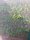 GLAESERgrow Kulturschutznetz 7,50 x 100 m | Feinmaschiges Insektenschutznetz 1,3 x 1,3 mm | Sch&auml;dlingsschutznetz | Transparentes Gem&uuml;seschutznetz | Gem&uuml;senetzt &amp; Gartennetz