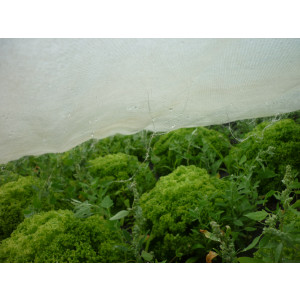 Gartenvlies 11,50 x 250 m – 17gr/m²  Randverstärkt | Gartenvlies Weiß | Wachstumsvlies für die Landwirtschaft u. Gartenbau | Wasserdurchlässiges Verfrühungsvlies / Frostschutzvlies | Wärmespeicherndes Gartenvlies