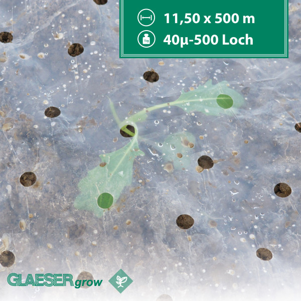 GLAESERgrow Lochfolie mit Antitau 40mµ - 10,50 x 500 m - 500 Loch | Forstschutz und Ernteverfrühung | Lochfolie für den Gemüseanbau