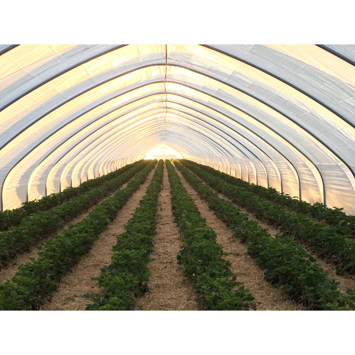 GLAESERgrow Tunnelfolie | Gewächshausfolie u. Minitunne
