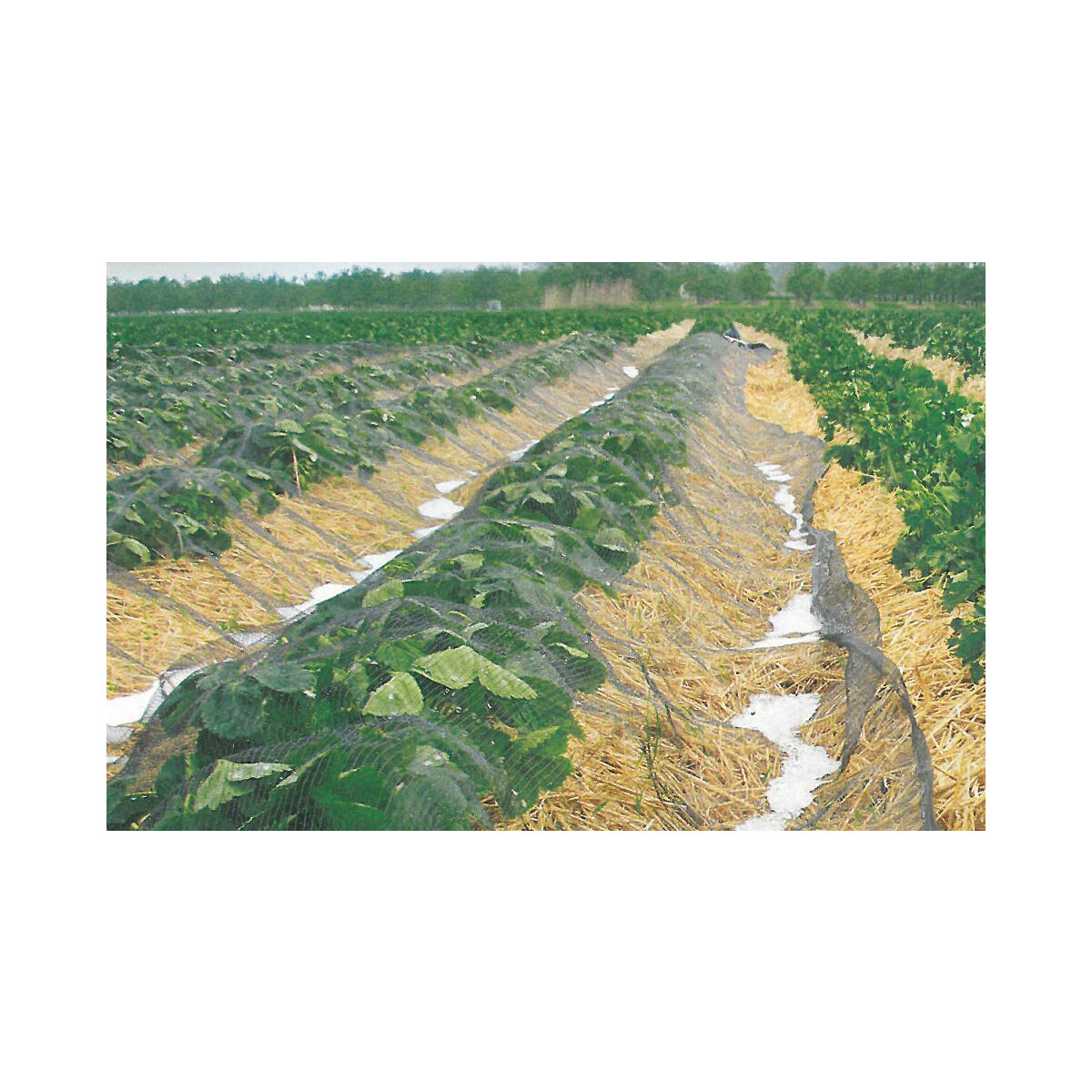 GLAESERgrow Hagelschutznetz | Wetterschutznetz